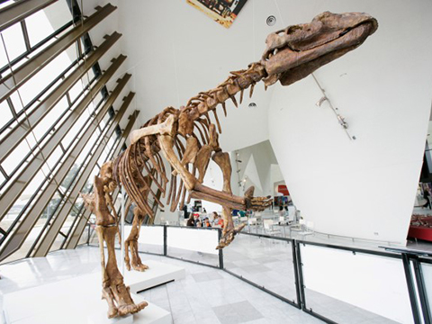 A replica of a muttaburrasaurus skeleton.