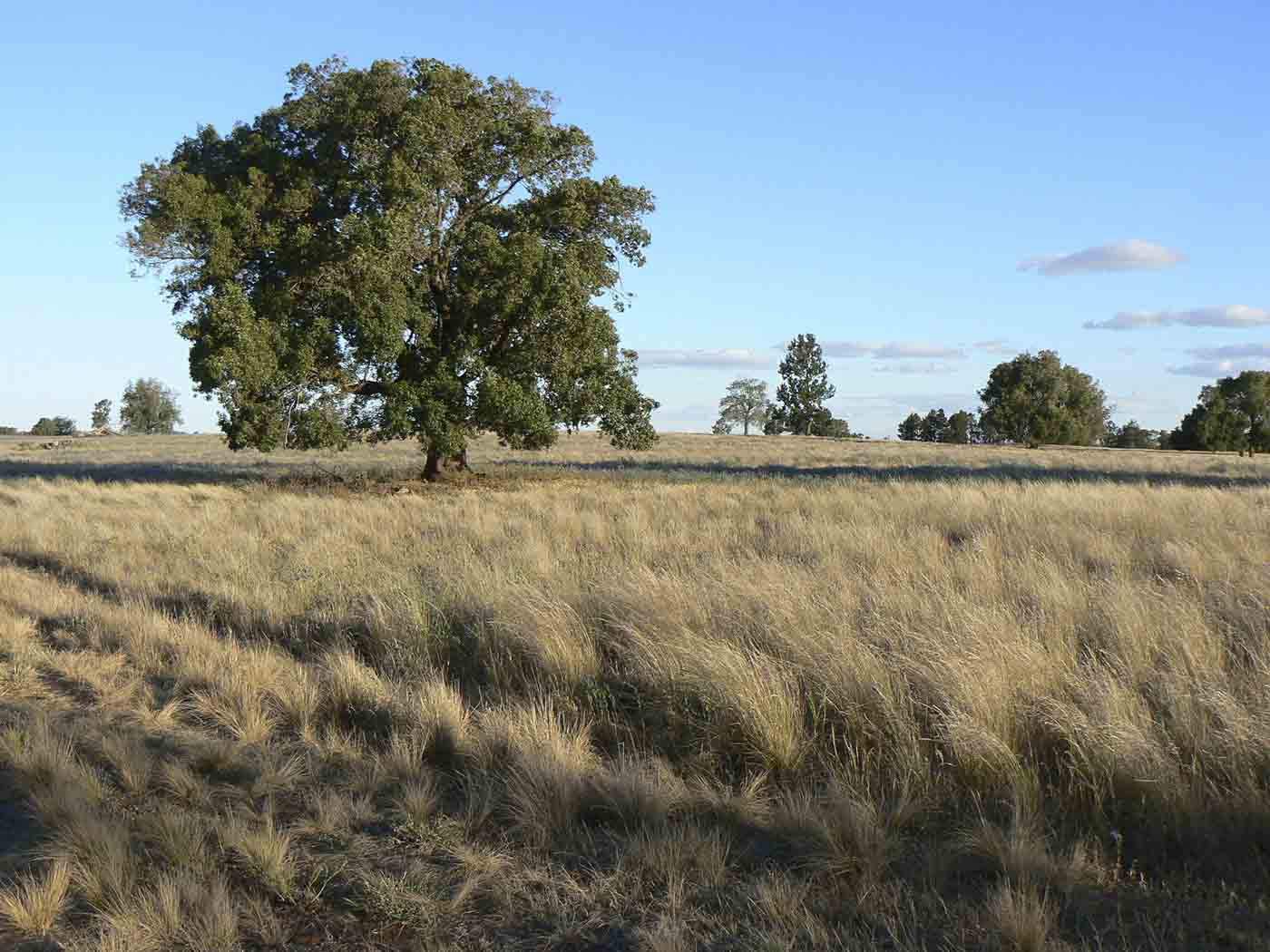 Australian farmland featuring a grassy slope and a large kurragong tree.