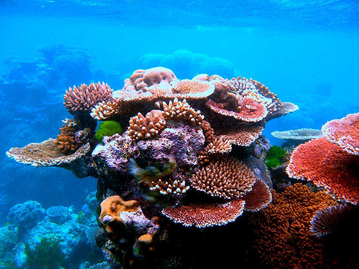 Colourful collection of horizontal coral fans with other coral in background.