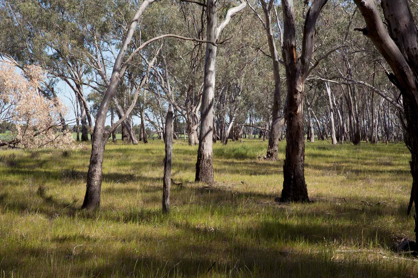 Landscape featuring light forest and a paddock beyond.