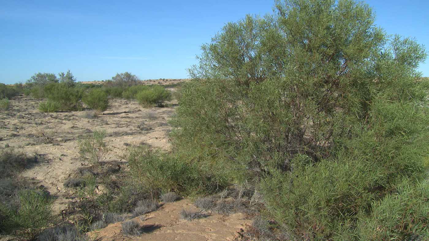 Photograph of small green shrubs in a sandy landscape.