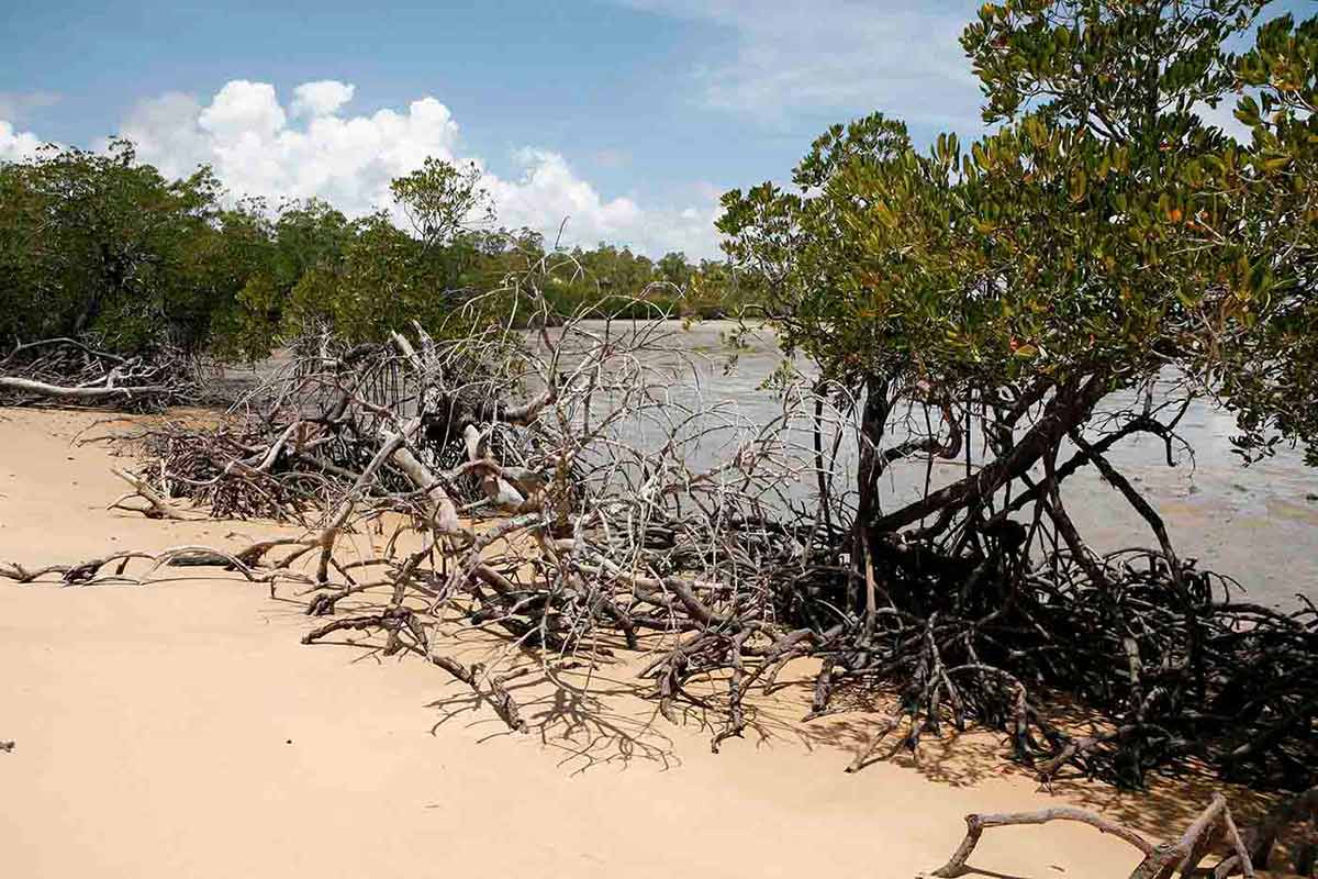 View of a sand bank covered in dead branches beside a body of water and dense forest running alongside it.
