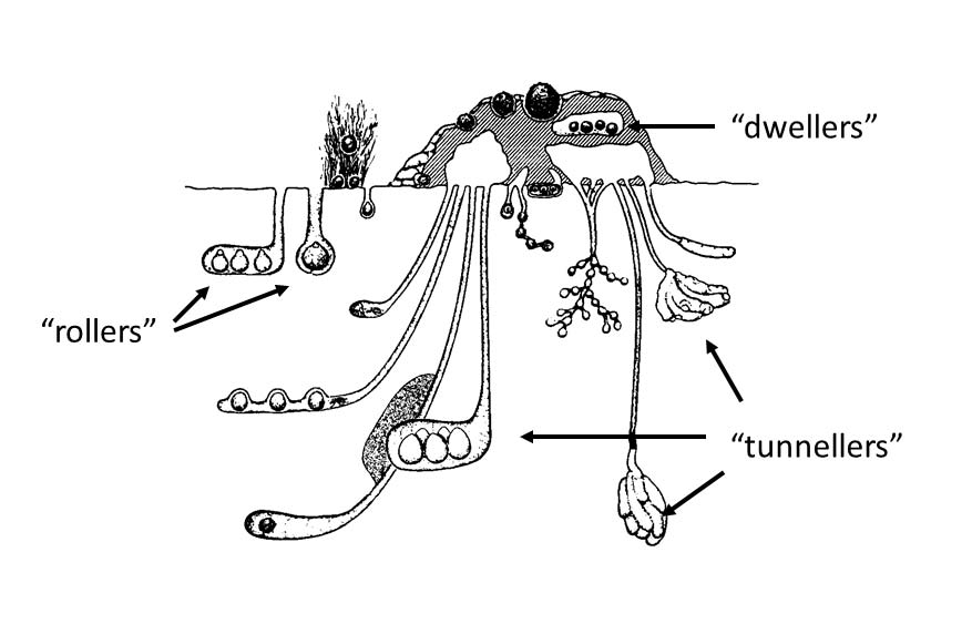 Diagram of a dung beetle nest with text 'rollers', dwellers' and 'tunnellers'. - click to view larger image