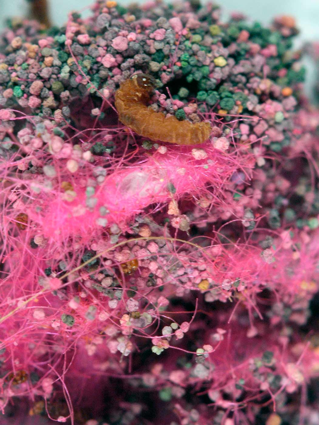 Colour photograph showing a small brown caterpillar-like create surrounded by pink fabric fibres and small pink droppings. - click to view larger image