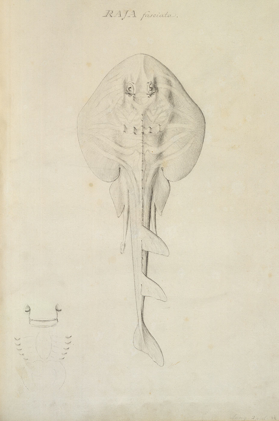 Pencil sketch of a stingray, with a sketch of the underside of its head bottom left.