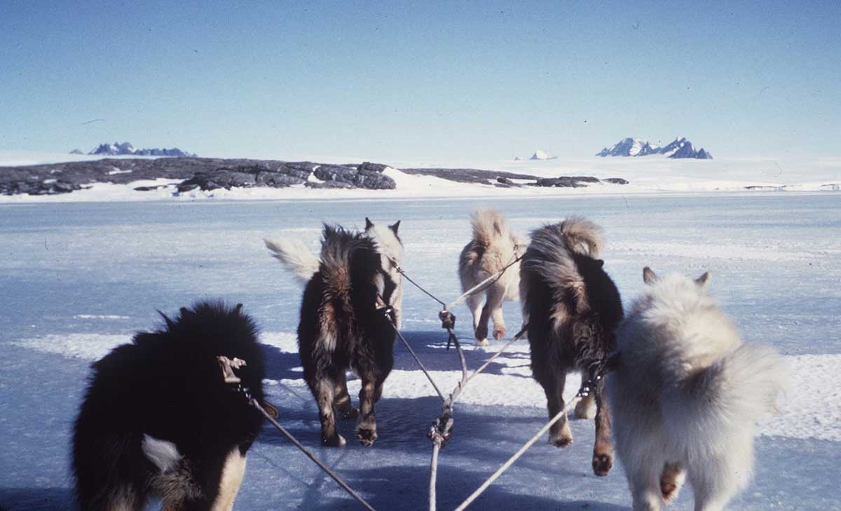Colour photo of six huskies attached to cables running over a snow surface.