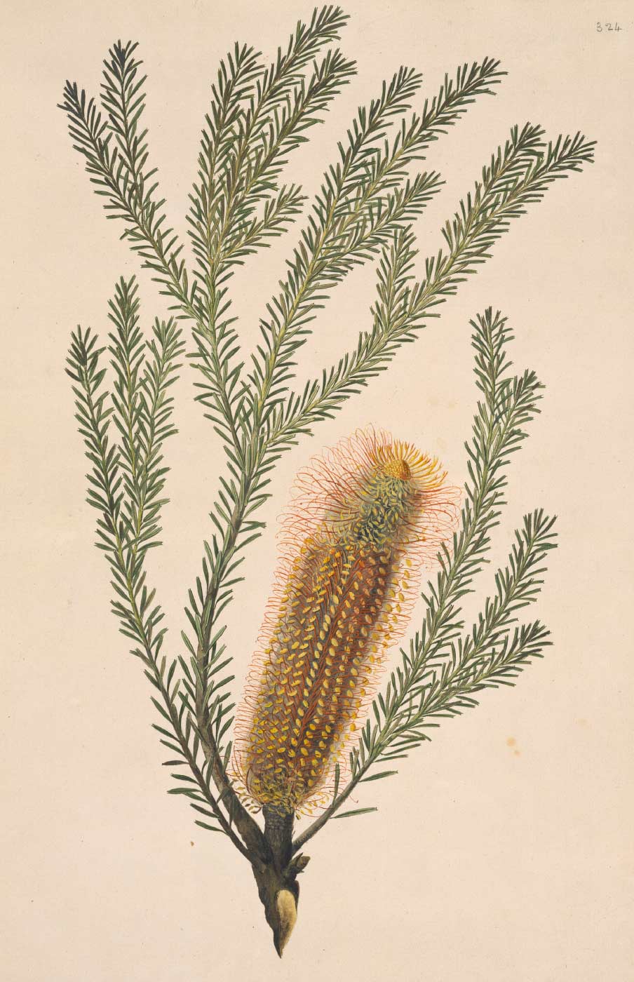 Illustration of a banskia. - click to view larger image