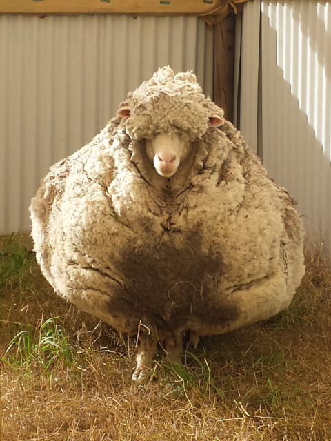 A Merino sheep carrying a very large amount of wool. - click to view larger image