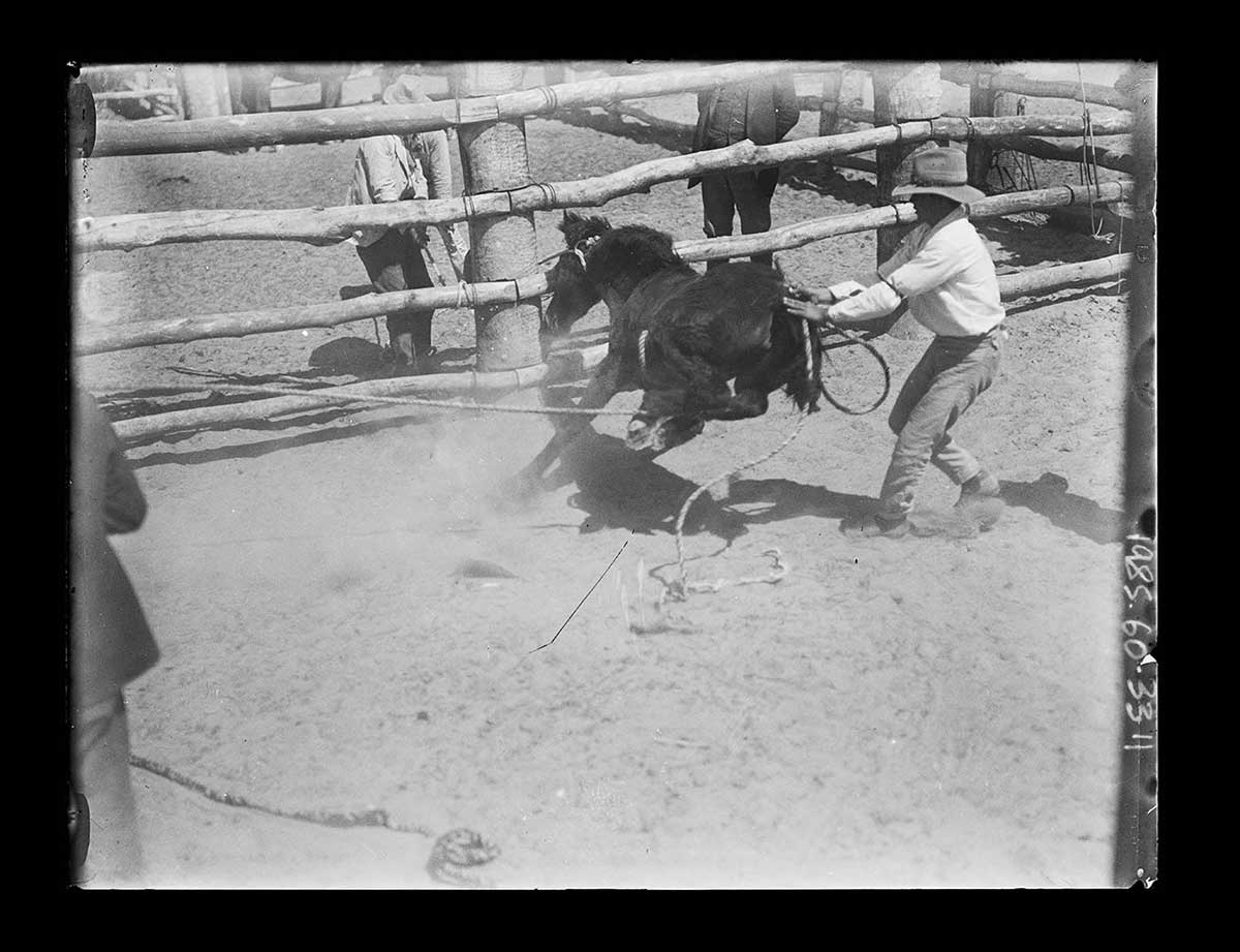 A dark coloured horse and two men in a stockyard, Innamincka station, South Australia 1919. The horse has been roped and is bucking vigourously near the stockyard fence. A man has his hands on the horse's right hindquarters in an attempt to control it. The right side of a man just out of the picture is seen at the right side of the image. The horse's bucking and kicking has raised small clouds of dust on the ground. - click to view larger image