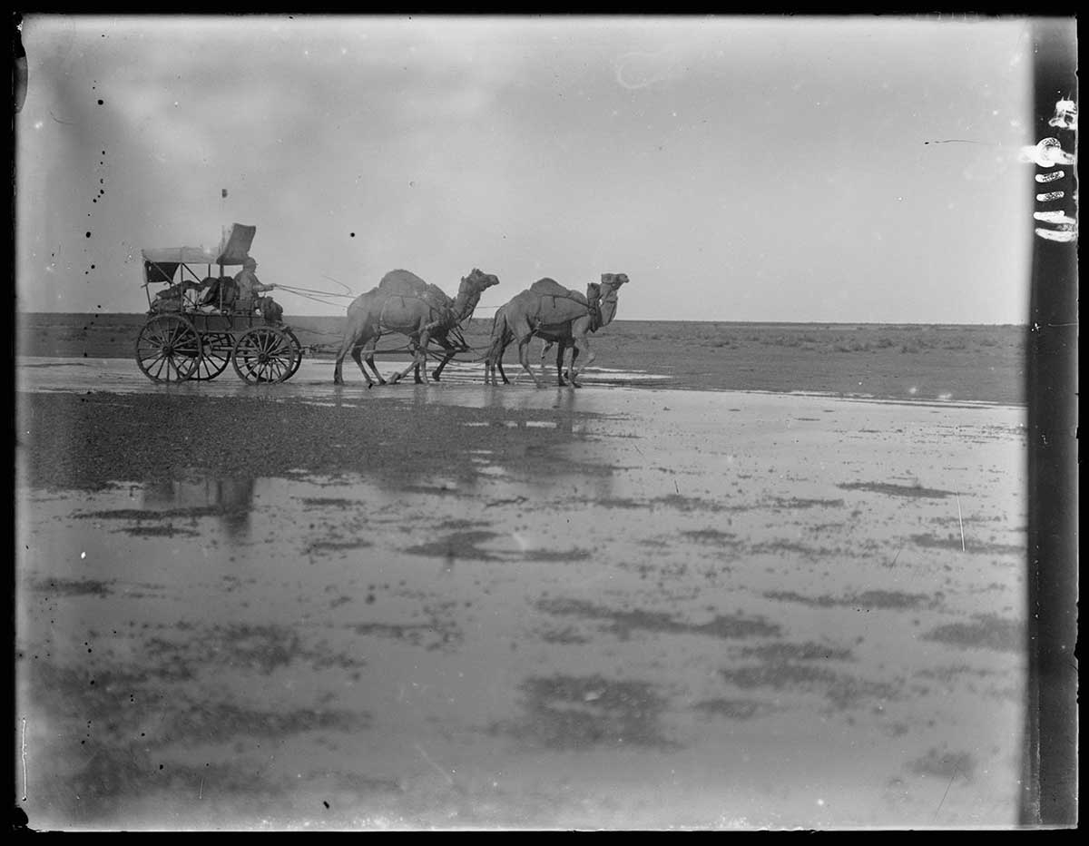 Frank Feast driving an expedition wagon through flooded country, central Australia 1920. The wagon, travelling left to right, is pulled by four camels. It has a cover and open sides; the front of the cover is turned up. Large shallow sheets of water lay on the ground. The wagon is being driven through one of them. In the background is the dead flat horizon, at about two thirds of the way up the image. The wagon and camels straddle the horizon line. - click to view larger image