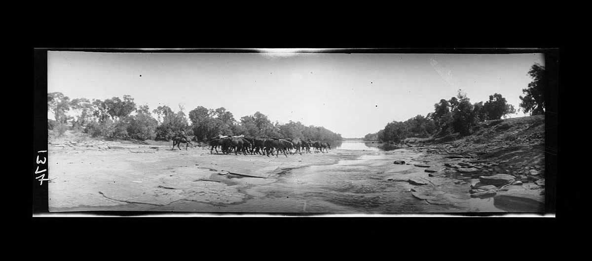 Mustering horses across the Victoria River, Northern Territory 1922. The photograph has been taken about fifty metres or so along the riverbed so that the whole mob of horses is visible. The mob approaches the shallow crossing from the left of the river. A man on horseback is just behind the mob. The water level is quite low, revealing flat rock shelves and channels. The left bank is almost flat, sloping very gently up from the river. The right bank is steeper, with an eroded surface and tufts of grass. Trees are on both sides of the crossing. - click to view larger image