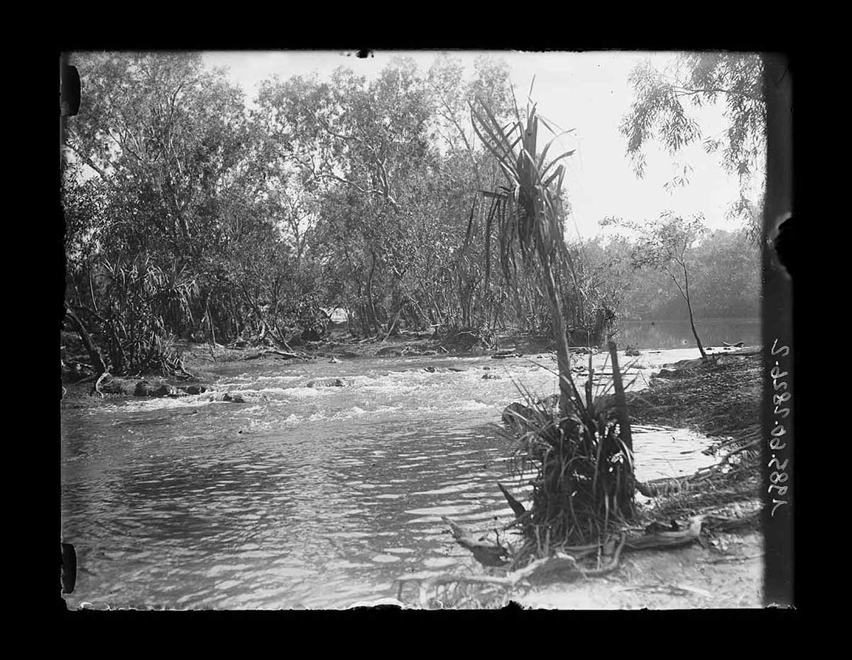 Katherine River, Northern Territory 1922. The photograph has been taken at the edge of one riverbank looking across to the far riverbank. In the right foreground at the water's edge is a tall palm plant growing up from a base of large tangled leaves. The shallow river's surface is gently rippled in the foreground and more disturbed in the middle distance where the water flows over some rocks. Undergrowth and trees can be seen on the far side. The angle of some of the undergrowth suggests periodic flooding. - click to view larger image