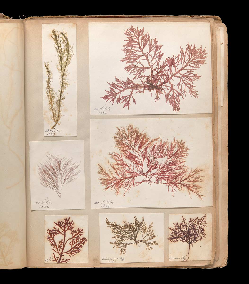 An album housing pressed botanical specimens. - click to view larger image