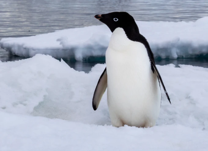 Antarctica: Investigating the Continent – Secondary
