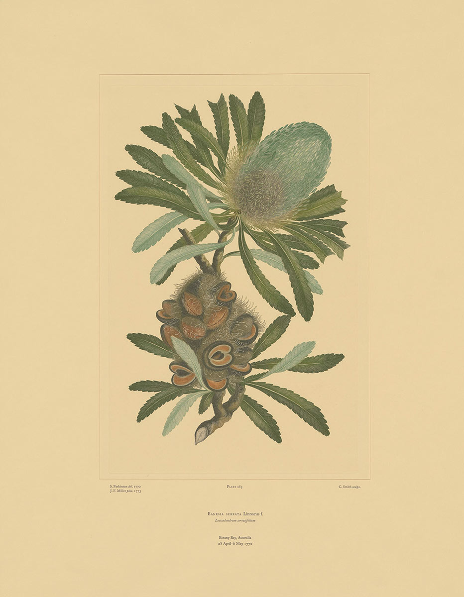 A colour botanical engraving showing - click to view larger image