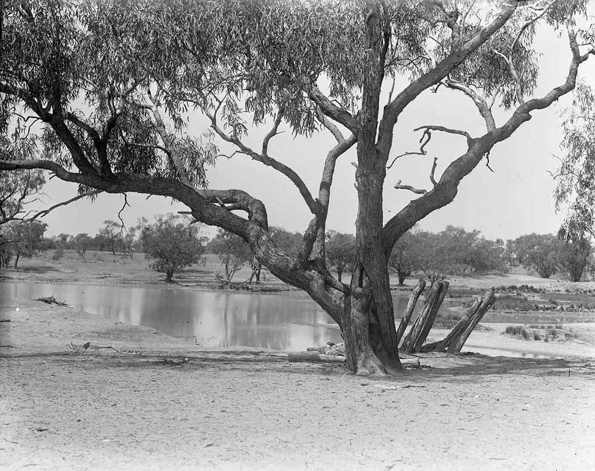 Herbert Basedow's photo of a tree beside Cooper Creek in 1919. Timber can be seen jutting diagonally out of the bank just behind and to the left of the tree.