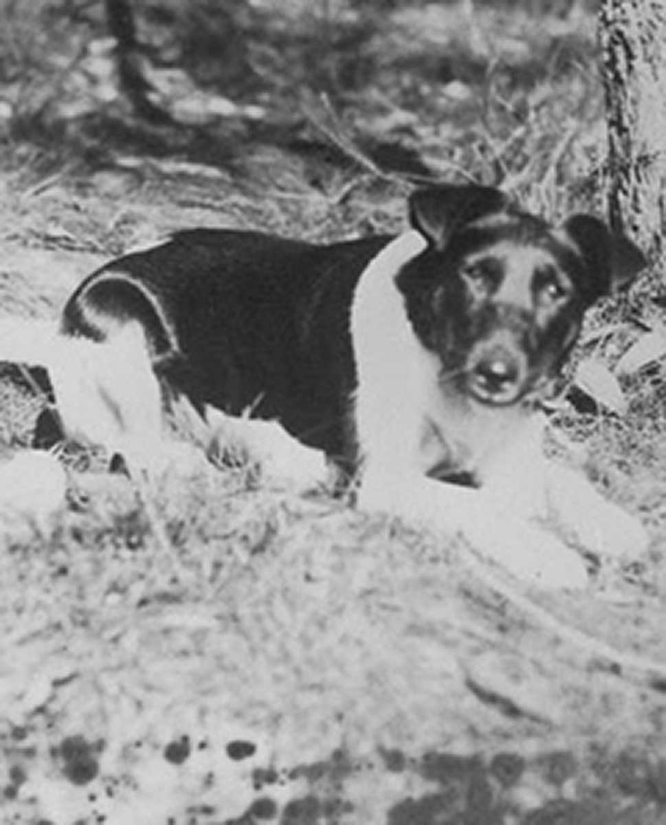 On the left, a photo of a small black and white dog sitting down. On the right, a set of small leather dog boots with eyelets and laces at the rear.