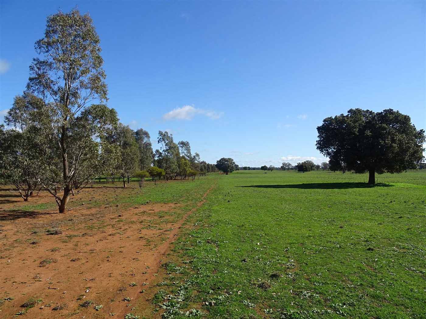 A view of a grassy paddock lined with young trees.