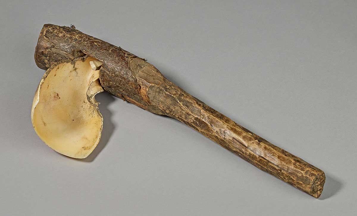 A tool made from a segment of large white shell mounted on a rough wooden handle.