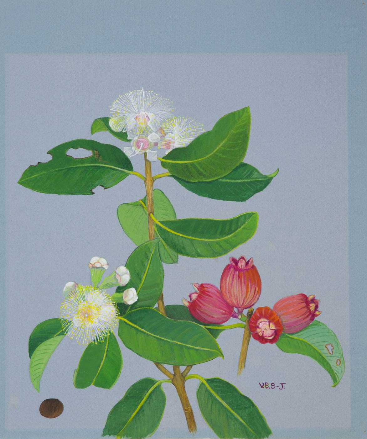 Painting of a flowering plant species with the initials V.E.S-J. - click to view larger image