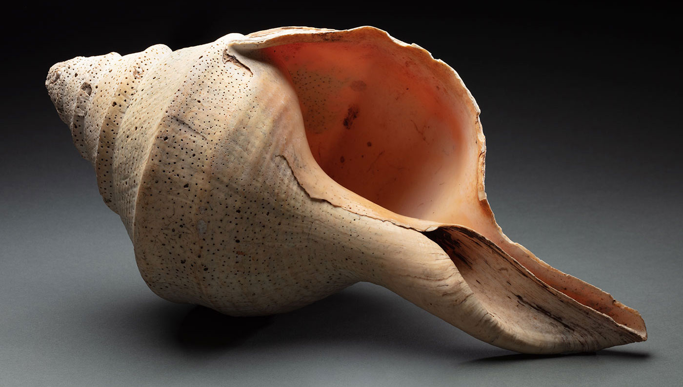 Studio photograph of conical shell with textured surface.