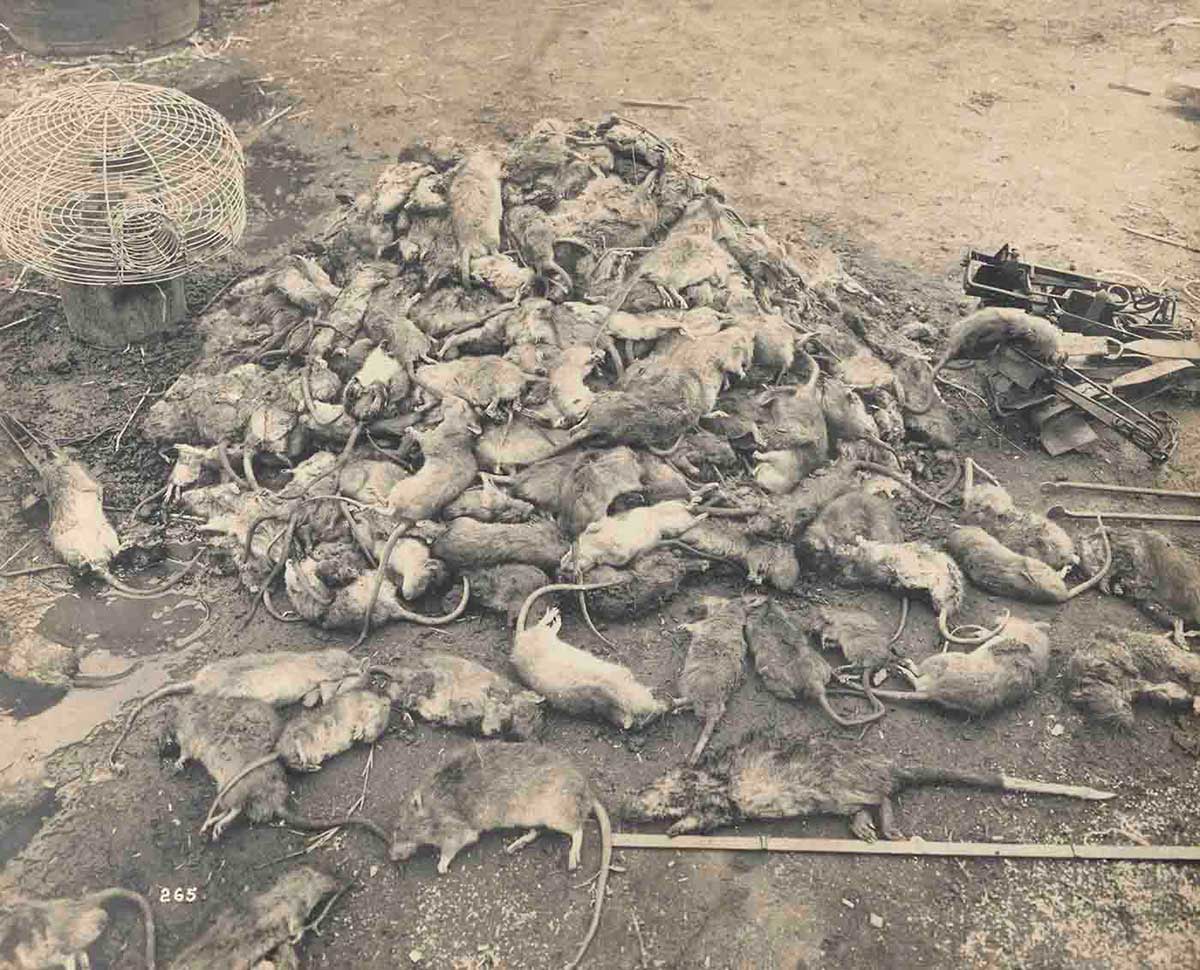 Mound of dead rats.