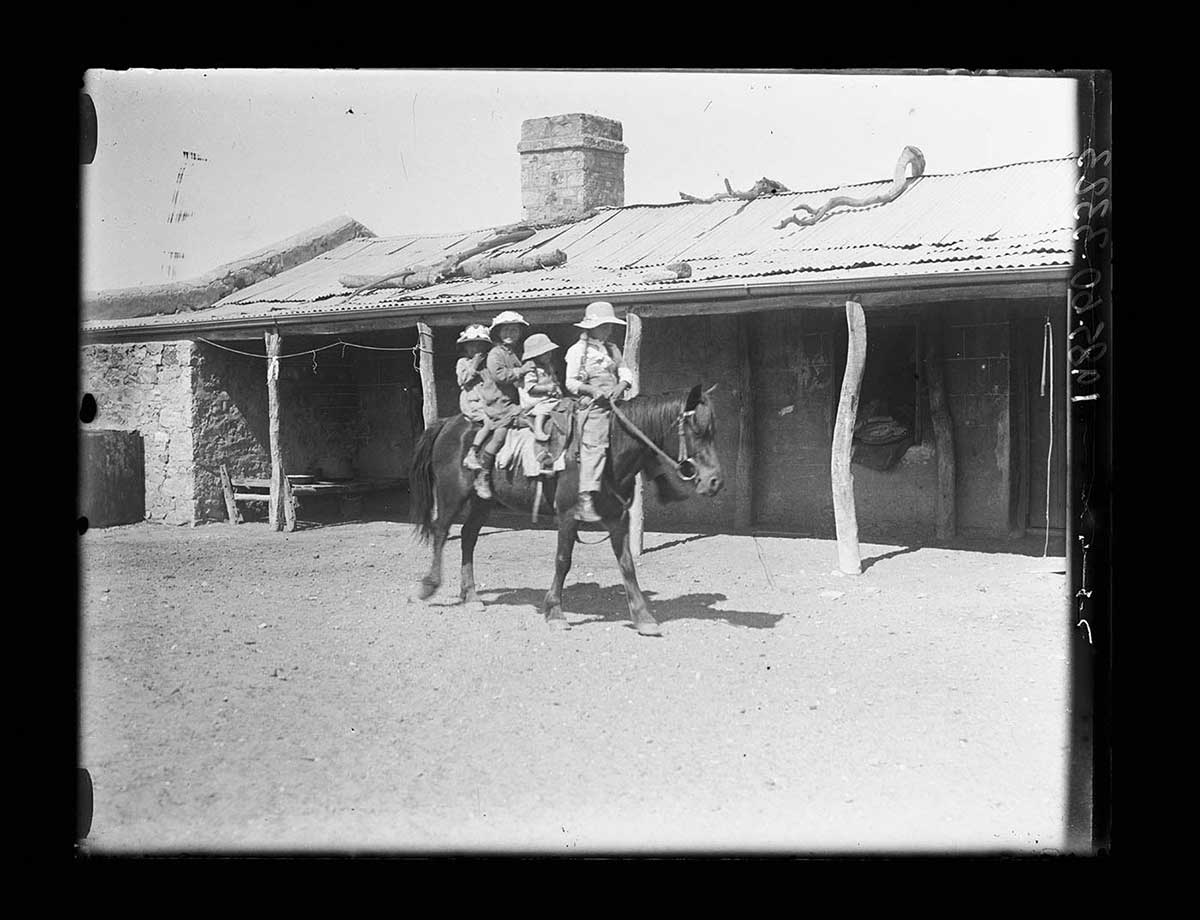 Four children sitting on a horse in front of a house, South Australia 1919. The children take up all of the horse's back. An older boy has the reigns; the horse appears to be moving slowly and quietly. The house behind has an overhanging verandah roof and rough timber uprights supporting the overhang. Several large pieces of timber are on the corrugated iron roof. The house appears to have walls made of earthen materials. - click to view larger image