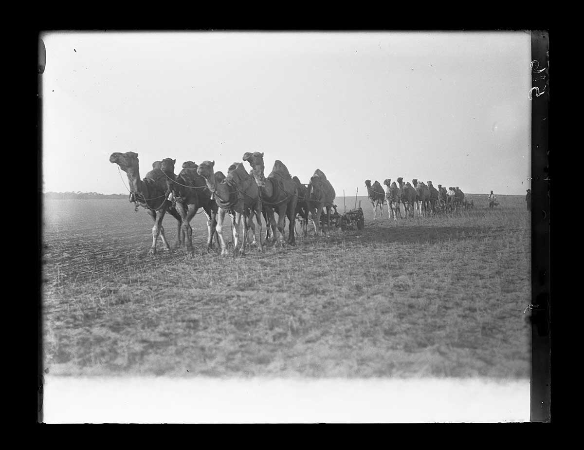 Two teams of camels ploughing a field, Fowlers Bay station, South Australia 1920. Six camels are in each team, in two rows. One team is in front of the other; the direction of both teams is diagonally from right to left across the image. A person is seen walking at the back of the second team. To the left of the image, turned topsoil with clumps of grass shows were the teams have ploughed. - click to view larger image