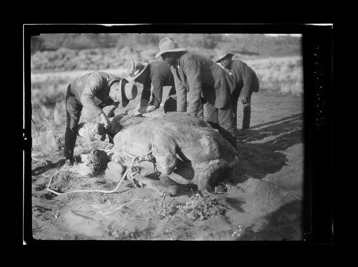 Bert Oliffe removing splinter from camel's foot, Yununba Hill, Northern Territory 1926. Four men are gathered around a camel lying on the ground. the camel's underside is toward the camera. A length of rope trails away to the left from its body. One non-Aboriginal man leans over the camel at the left, working on removing the splinter from its foot. Another non-Aboriginal man stand to the right, also leaning over. Two Aboriginal men stand further right, ready to assist. All of the men wear long trousers, boots, shirts and hats. The two Aboriginal men wear coats as well. The ground near the camel is bare earth. In the background are spiny grass clumps. A low ridge line is just visible in the distance. - click to view larger image