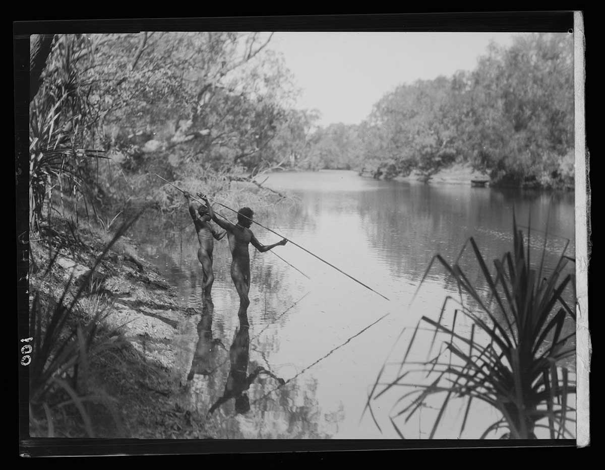Spearing fish in a billabong off the East Alligator River, Northern Territory 1928. Two Aboriginal men stand in ankle-deep water near the bank of the billabong at the left side of the image. They face to the right, out toward the water, holding spears above their heads with the points just above the water's surface. They stand in the shadows of trees on the bank behind them. Across the water to the right can be seen the opposite bank, covered in trees and dense scrub. Reflections from both banks play on the water. Parts of two palm plants can be seen in the right and left foreground corners of the image. The billabong stretches away in the background. - click to view larger image