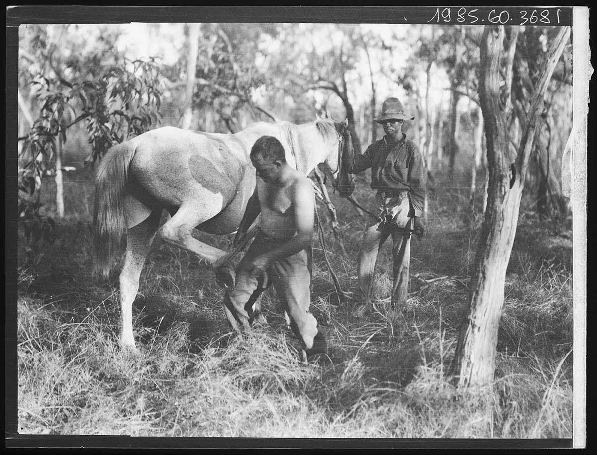 Laurie Coonan shoeing a horse, Arnhem Land, Northern Territory 1928. He stands holding the rear right hoof a light-coloured horse that faces away from the camera. Laurie is wearing trousers but no shirt. His feet are obscured by the mid-shin high grass around him. An Aboriginal man stands near the horse's head, holding its reigns and its right ear. He wears trousers, shirt and a hat. His feet are also obscured by the grass. The men and the horse a in a small clearing in a stand of trees. A small tree trunk is visible in the front right foreground of the image. Larger trees are in the background. There are glimpses of the sky in the distance, through the trees. - click to view larger image