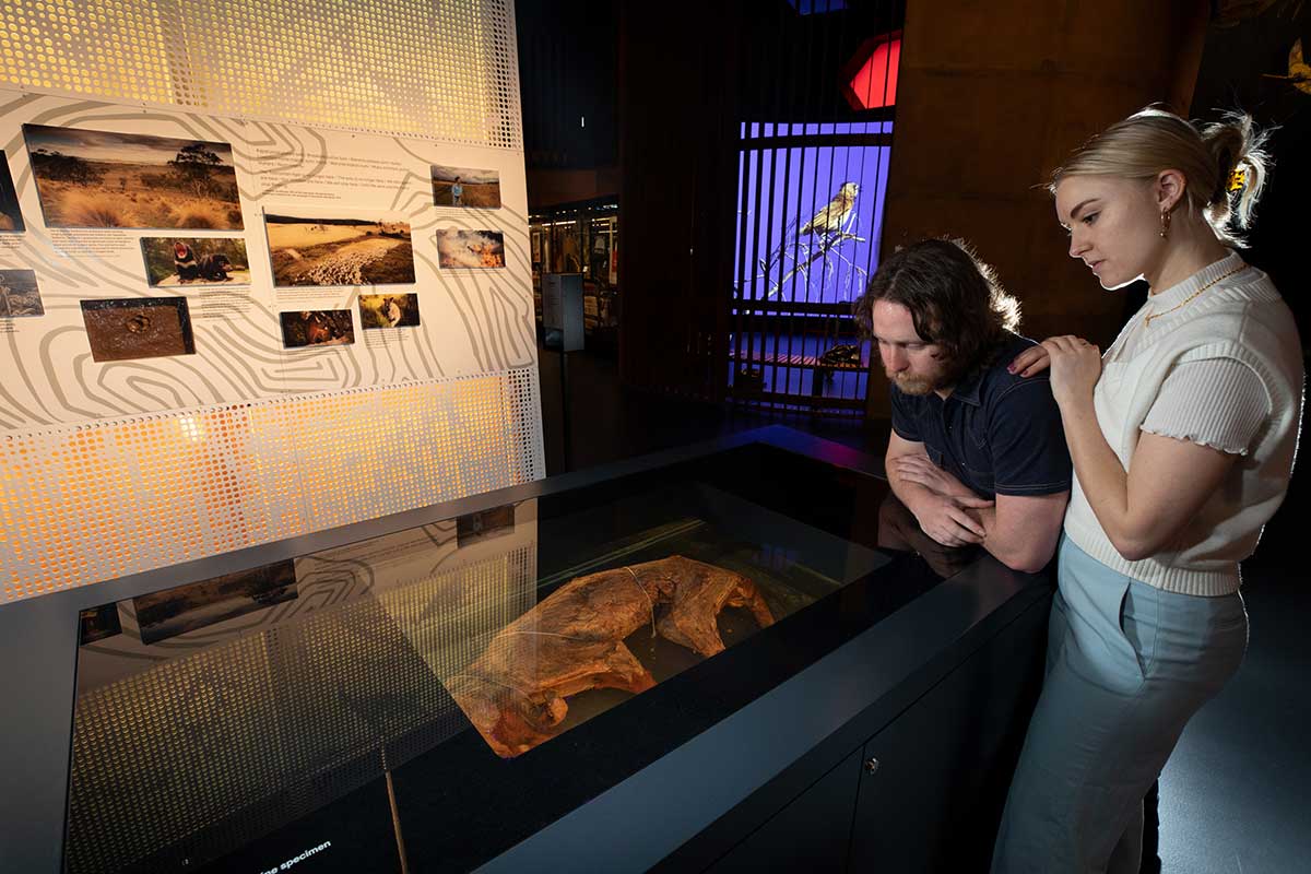 Two people in a darkened museum gallery stand near a case in which lies a skinned animal specimen. - click to view larger image