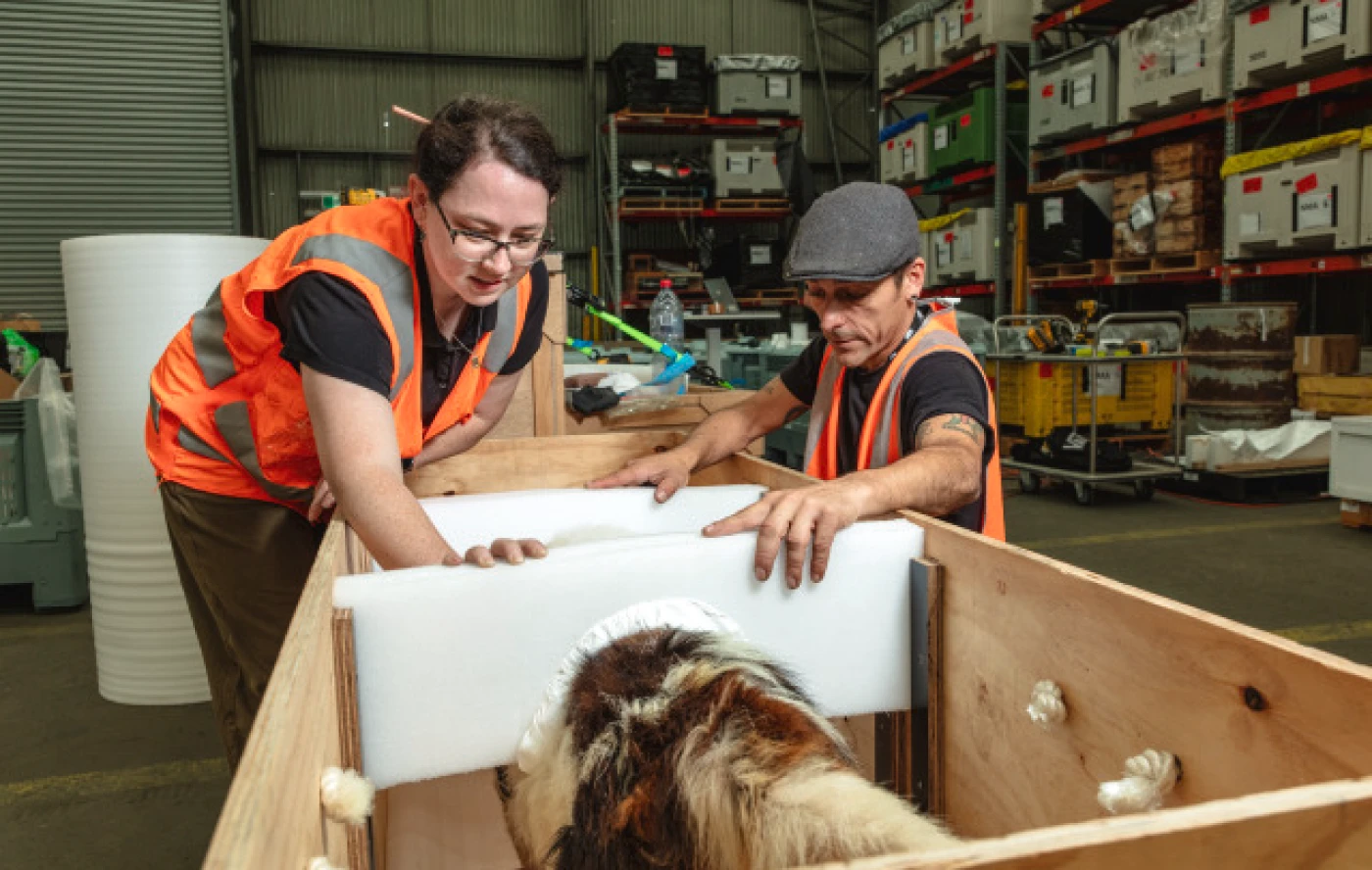 Two people wearing orange safety vests kneel beside a wooden crate containing a taxidermied sled dog.Their hands rest on a support that extends across the dog's back.