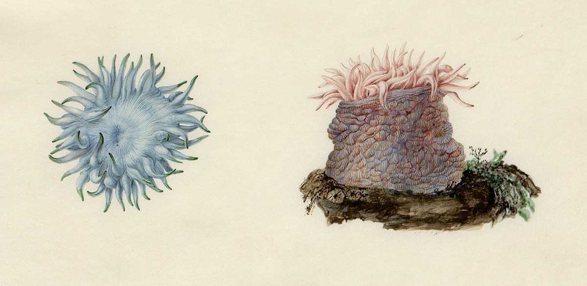 Ilustrations of two sea anemones.