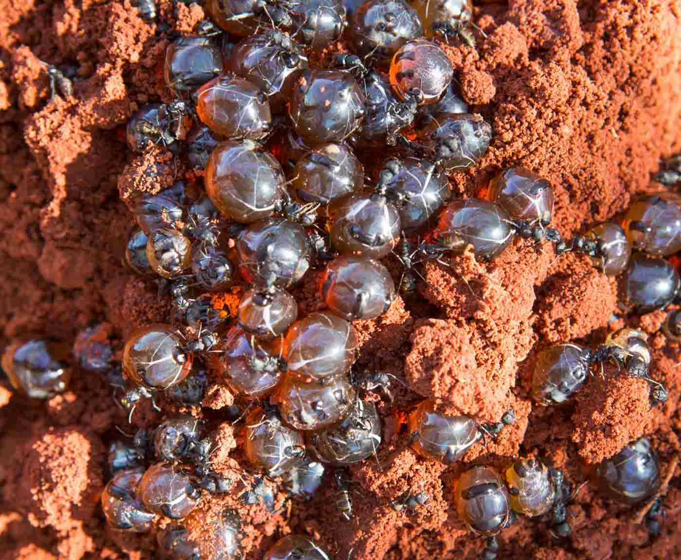 Honey ants.