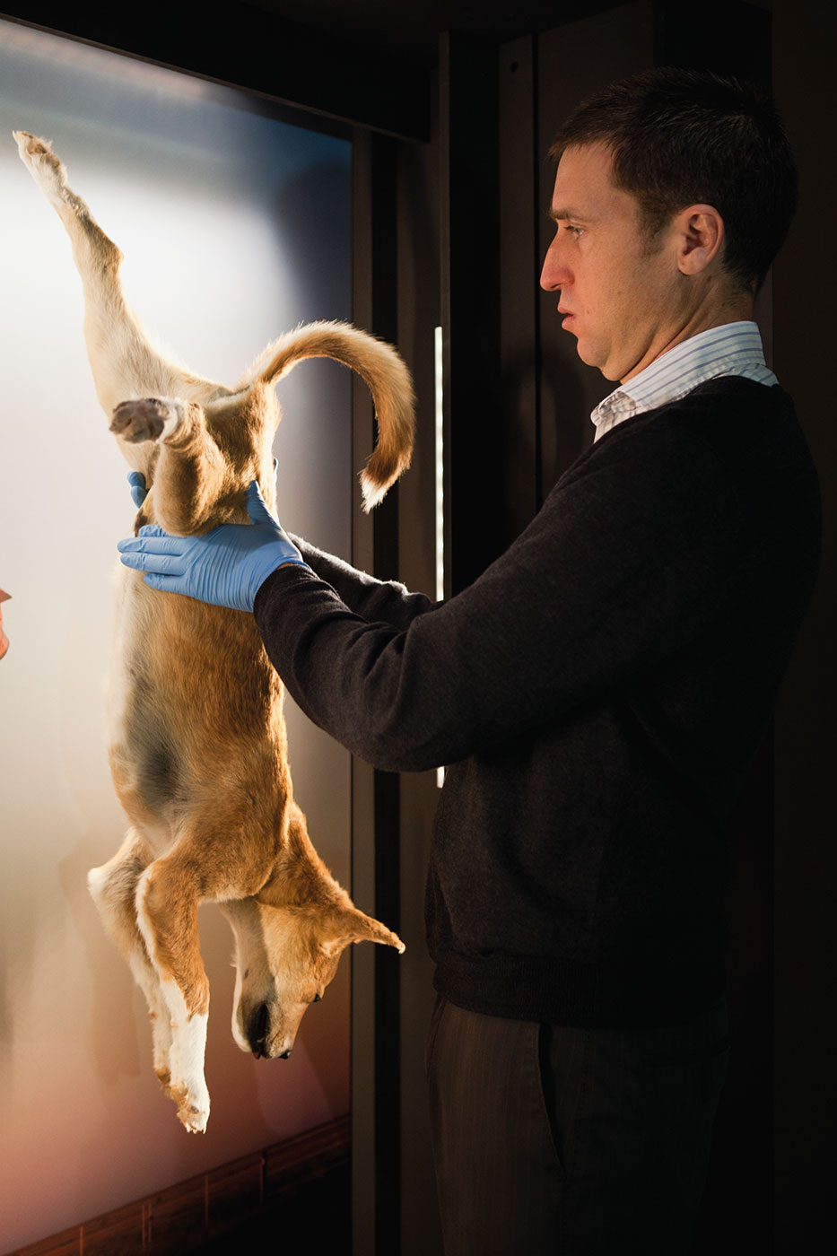 Side view showing a man dressed in a striped, collared shirt and dark jumper, and wearing pale blue gloves, holding a dog ust before its rear legs. The brownish-gold dog hangs upside down from an illuminated display board.