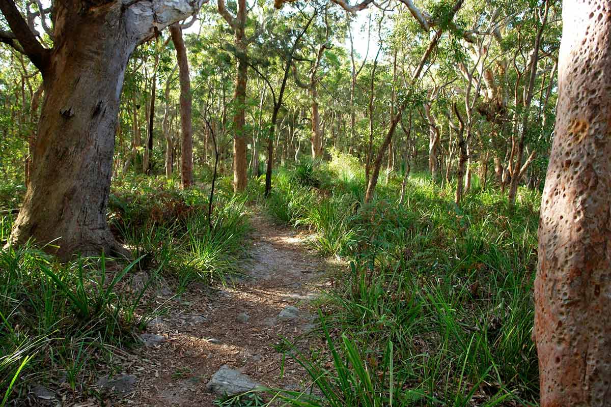 Photo of a pathway through bushland