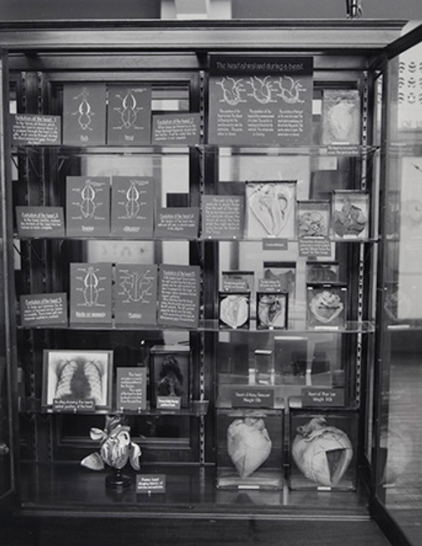 Black and white image showing Phar Lap's heart on show as part of an Institute of Anatomy display. - click to view larger image