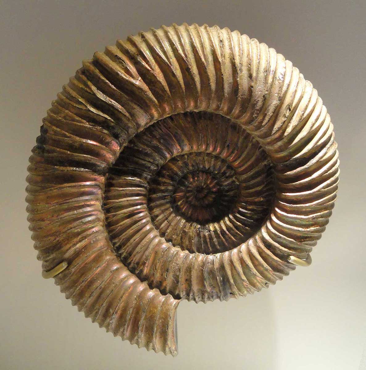 Colour photograph of a fossilised ribbed, spiralled shell. - click to view larger image