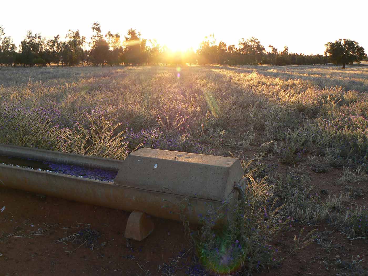 Australian farmland featuring a cement trough in a grassy paddock which is covered in Paterson's curse and lined on one side with large trees.