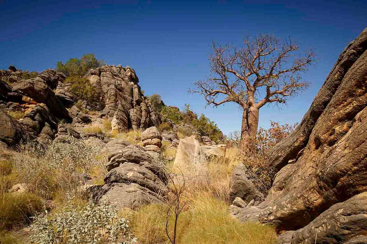 Landscape photo looking up to dark, rocky escparments, with grasses and boab tree at right.