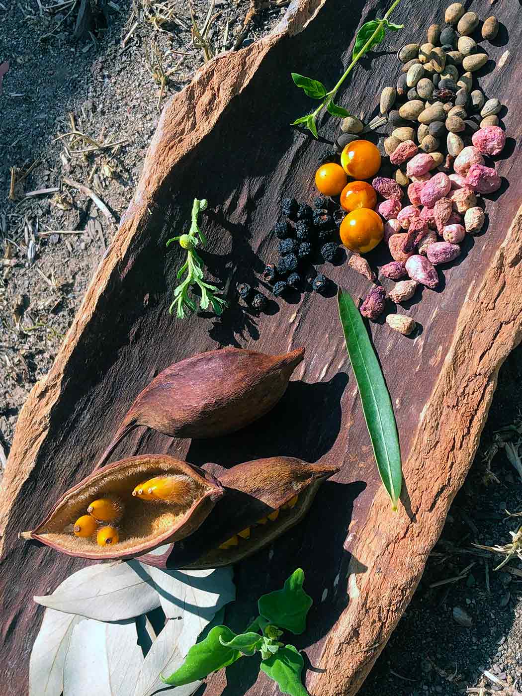 An assortment of bush foods including berries and nuts displayed on a platter made from bark.