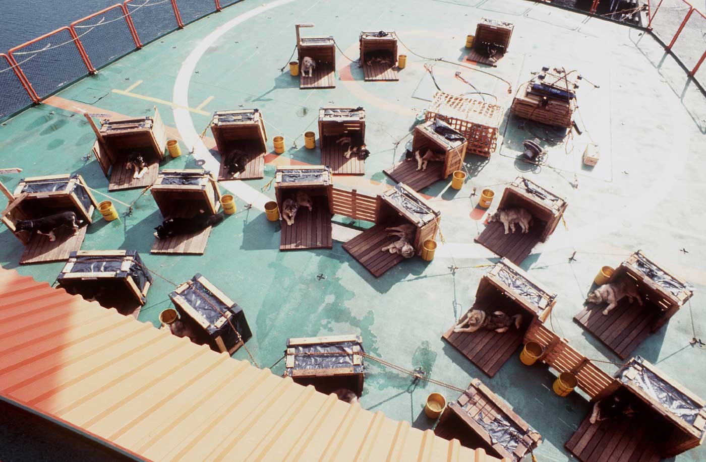 Colour photo of the deck of a ship on which are multiple kennels housing huskies.