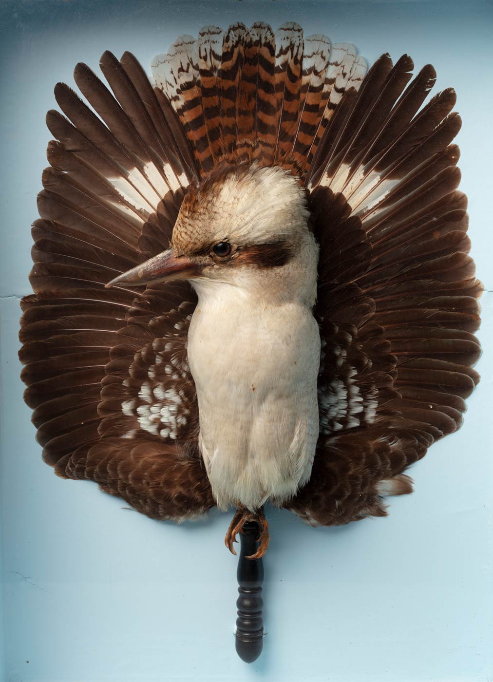 Taxidermied bird displayed with brown wings behind it in the form of a fan. - click to view larger image