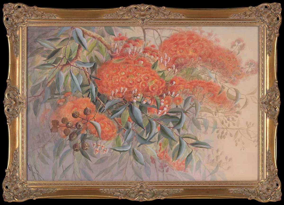 A large water colour of vivid flowering orange blossoms contrasting on a branch with silvery gum leaves and gumnuts. Ornate gilt frame. Marks/inscriptions: Signed Ellis Rowan bottom left hand corner. - click to view larger image