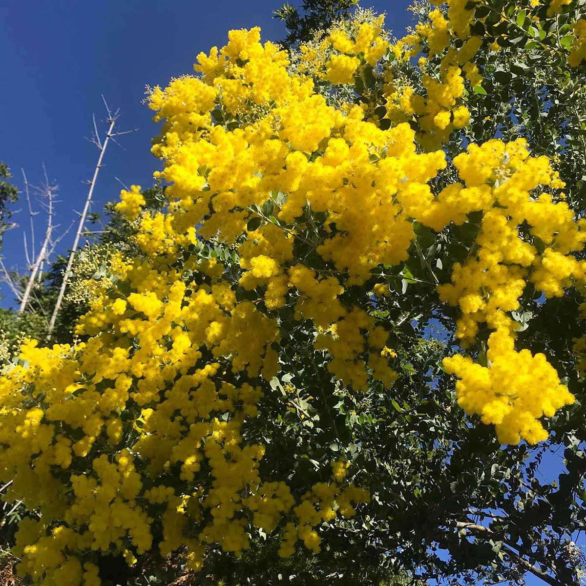 Wattle tree. - click to view larger image