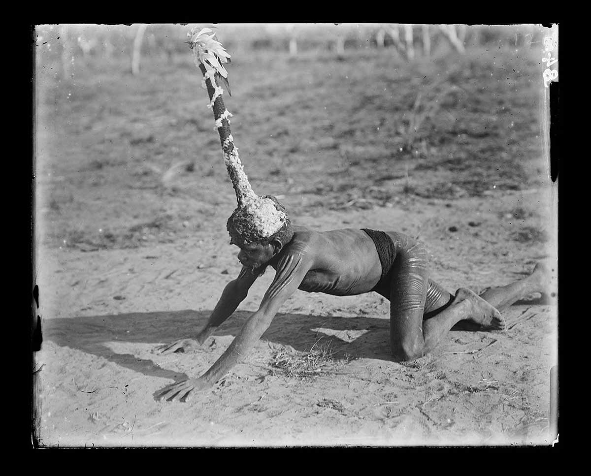 An Aboriginal man crawling along the ground wearing a tall headdress, Forrest River, Western Australia 1916. The man is on all fours. His arms and legs bear customary scarification. He wears a dark band of cloth around his waist. The headress sits on his head in a bowl style. It has a long vertical extension ending in some bird feathers. The headdress is coloured with a light material, which forms a spiral pattern going up to the top. - click to view larger image