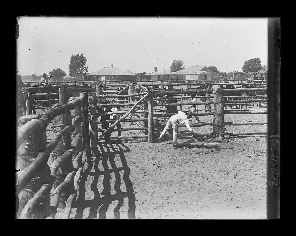 A view of the stockyards, Innamincka station, South Australia 1919. The image looks along a stockyard fence toward other enclosures. A man in the closest enclosure bends over to his right, reaching for something on the ground. Other men can be seen walking in the next enclosure. Beyond them are horses held in other enclosures. A man can be seen in the left side middle distance, sitting up on a fence. Station buildings are in the far background. - click to view larger image