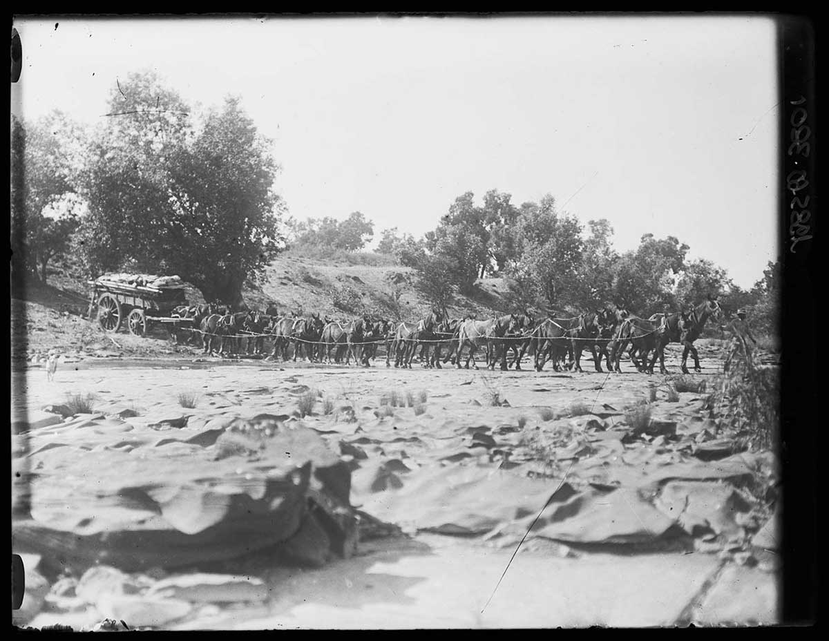 Wagon carrying an 8-tonne load, Victoria River, Northern Territory 1922. The wagon, moving from left to right across the image, is descending into a wide, flat creek crossing. Approximately 16 horses are pulling the wagon. A man can just be seen at the far right leading the horses. Trees intermittently line the visible bank of the creek. The photo has been taken from near the ground, showing the stony creek bed in the foreground. - click to view larger image