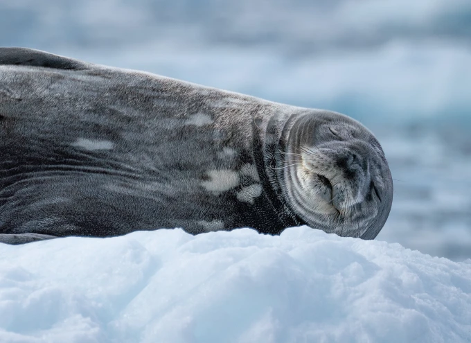 Antarctica quiet hours